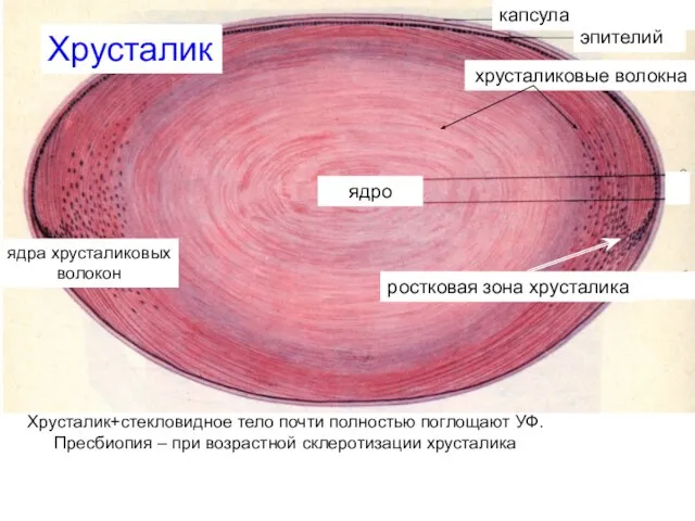 Хрусталик+стекловидное тело почти полностью поглощают УФ. Пресбиопия – при возрастной склеротизации хрусталика