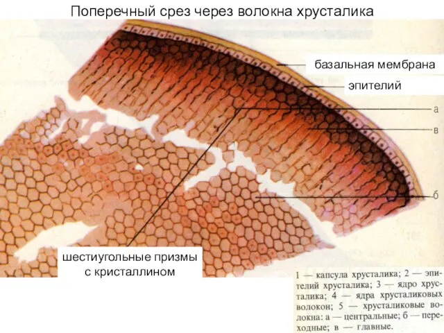 Поперечный срез через волокна хрусталика