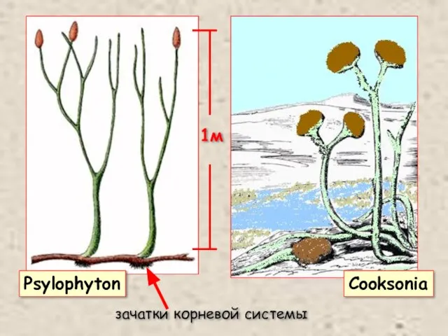 Psylophyton Cooksonia зачатки корневой системы 1м