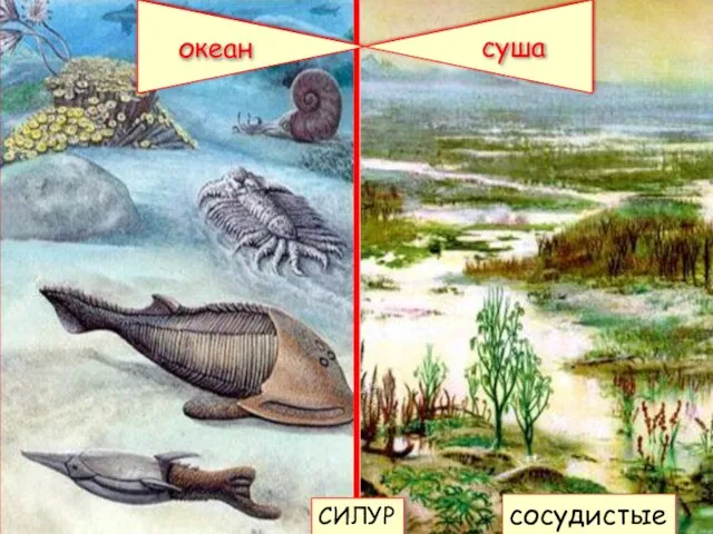 океан суша СИЛУР сосудистые