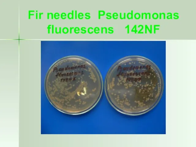 Fir needles Pseudomonas fluorescens 142NF