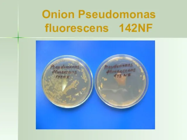 Onion Pseudomonas fluorescens 142NF