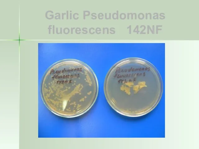 Garlic Pseudomonas fluorescens 142NF