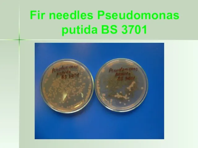 Fir needles Pseudomonas putida BS 3701