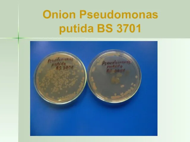 Onion Pseudomonas putida BS 3701