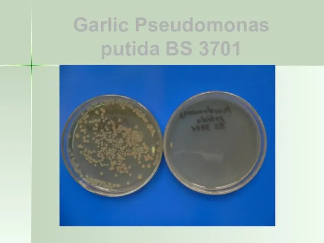 Garlic Pseudomonas putida BS 3701