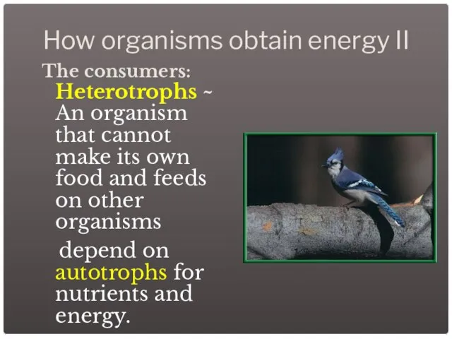 How organisms obtain energy II The consumers: Heterotrophs ~ An organism that