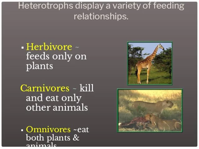 Heterotrophs display a variety of feeding relationships. Herbivore ~ feeds only on