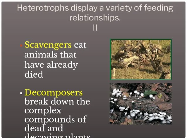 Heterotrophs display a variety of feeding relationships. II Scavengers eat animals that