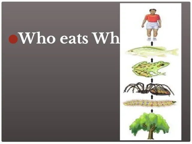 Who eats Who?