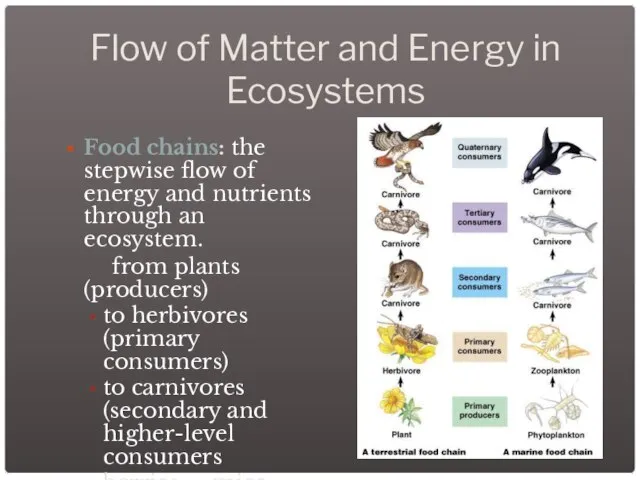 Flow of Matter and Energy in Ecosystems Food chains: the stepwise flow