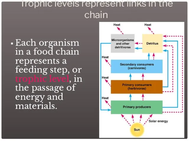 Trophic levels represent links in the chain Each organism in a food