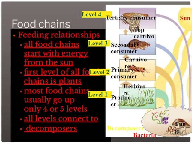 Feeding relationships all food chains start with energy from the sun first