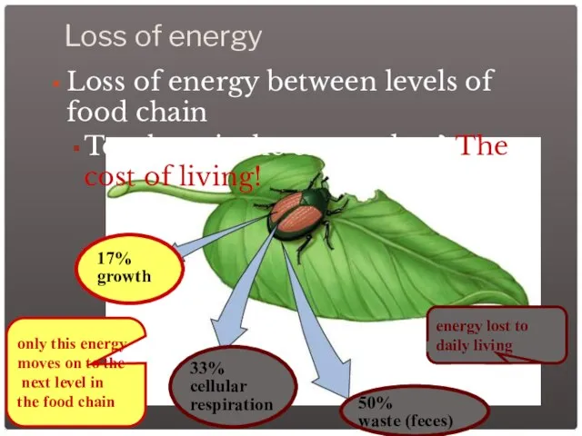 Loss of energy Loss of energy between levels of food chain To