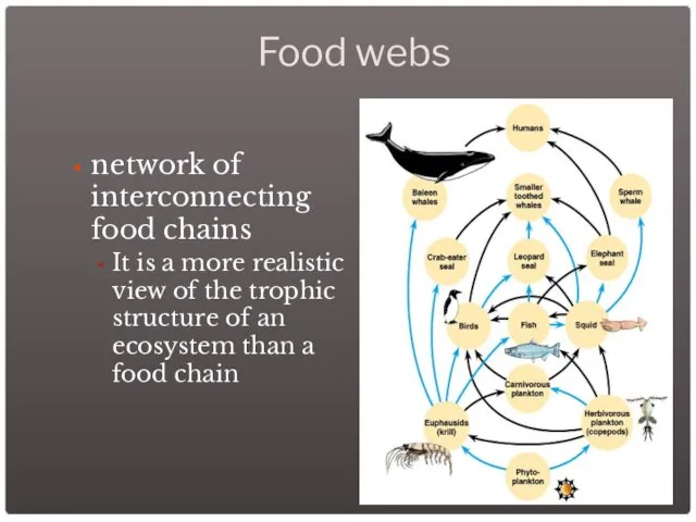 Food webs network of interconnecting food chains It is a more realistic