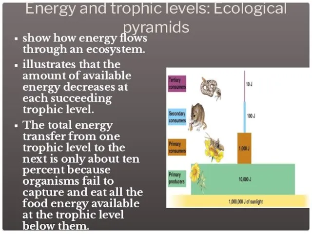 Energy and trophic levels: Ecological pyramids show how energy flows through an