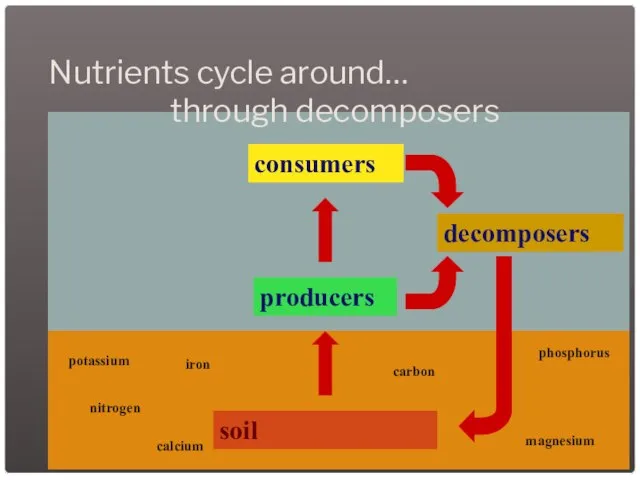 Nutrients cycle around… through decomposers soil producers consumers decomposers potassium nitrogen iron calcium phosphorus magnesium carbon