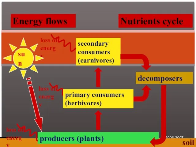 2006-2007 sun secondary consumers (carnivores) primary consumers (herbivores) producers (plants) decomposers Nutrients