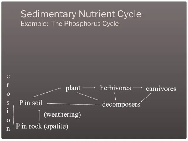 Sedimentary Nutrient Cycle Example: The Phosphorus Cycle P in rock (apatite) (weathering)