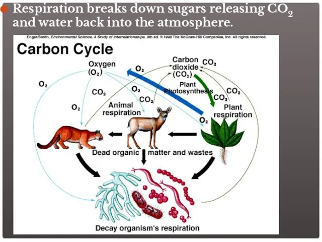 Respiration breaks down sugars releasing CO2 and water back into the atmosphere.