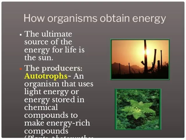 How organisms obtain energy The ultimate source of the energy for life