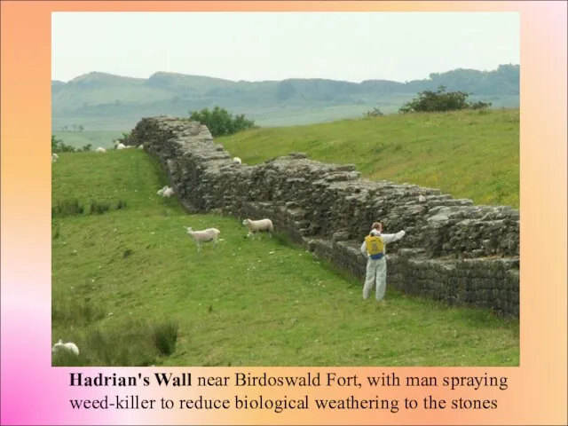 Hadrian's Wall near Birdoswald Fort, with man spraying weed-killer to reduce biological weathering to the stones