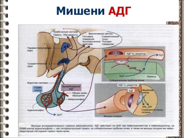 Мишени АДГ