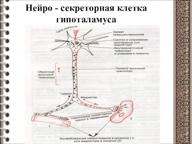 Нейро - секреторная клетка гипоталамуса