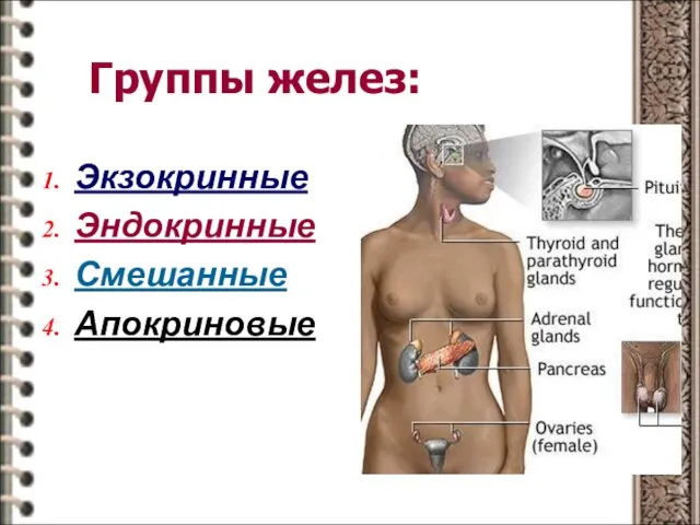 Группы желез: Экзокринные Эндокринные Смешанные Апокриновые