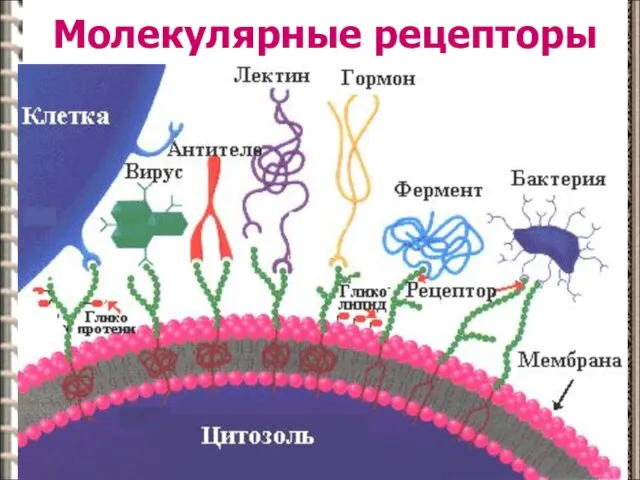 Молекулярные рецепторы