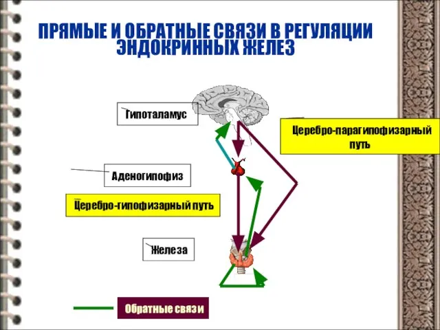 ПРЯМЫЕ И ОБРАТНЫЕ СВЯЗИ В РЕГУЛЯЦИИ ЭНДОКРИННЫХ ЖЕЛЕЗ Гипоталамус Аденогипофиз Железа Церебро-гипофизарный