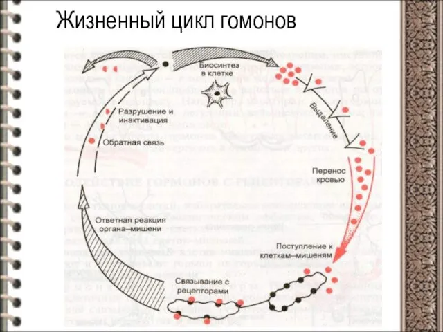 Жизненный цикл гомонов