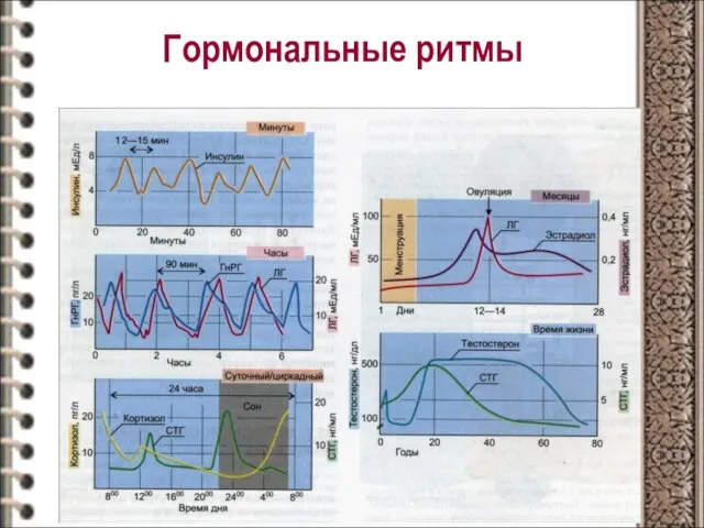 Гормональные ритмы