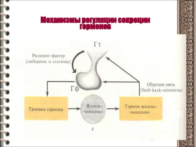 Механизмы регуляции секреции гормонов