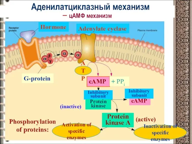 Аденилатциклазный механизм – цAMФ механизм ATP cAMP + PPi cAMP (inactive) Protein