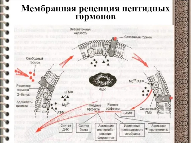 Мембранная рецепция пептидных гормонов