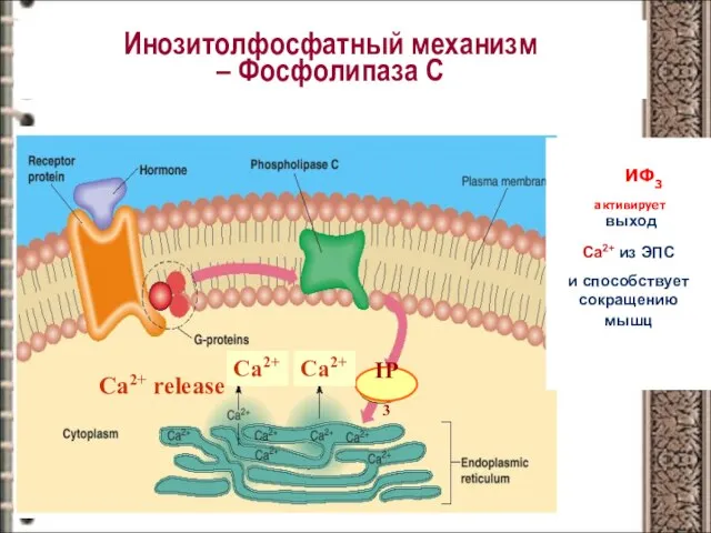 Инозитолфосфатный механизм – Фосфолипаза С Ca2+ release IP3 Ca2+ Ca2+ ИФ3 активирует