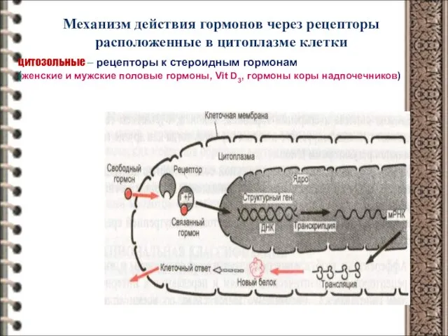 Механизм действия гормонов через рецепторы расположенные в цитоплазме клетки цитозольные – рецепторы