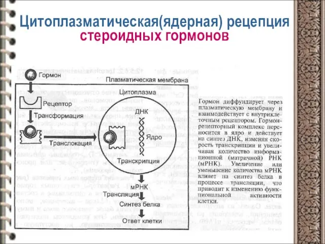 Цитоплазматическая(ядерная) рецепция стероидных гормонов