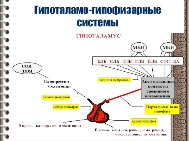 Гипоталамо-гипофизарные системы