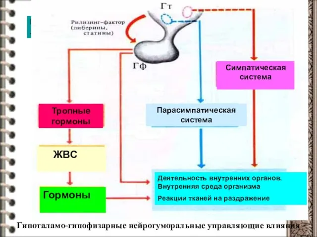 Гипоталамо-гипофизарные нейрогуморальные управляющие влияния Релизинг-фактор Либерины и статины Тропные гормоны ЖВС Гормоны