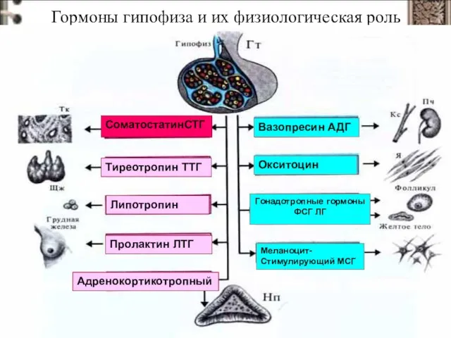 Гормоны гипофиза и их физиологическая роль СоматостатинСТГ Тиреотропин ТТГ Липотропин Пролактин ЛТГ