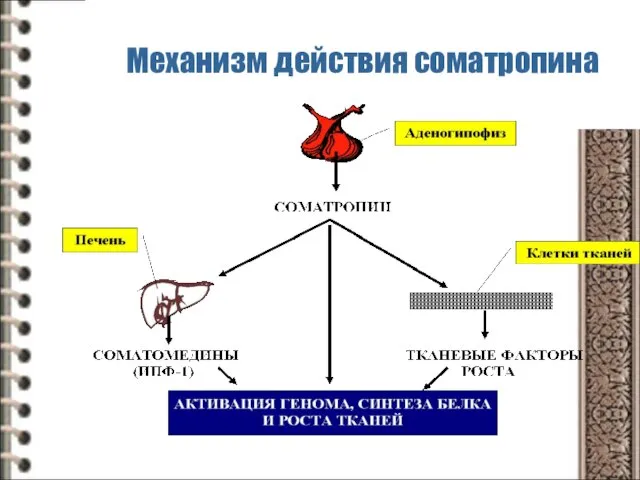 Механизм действия соматропина