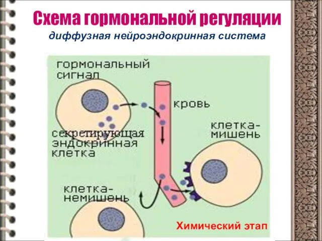 Схема гормональной регуляции диффузная нейроэндокринная система Химический этап
