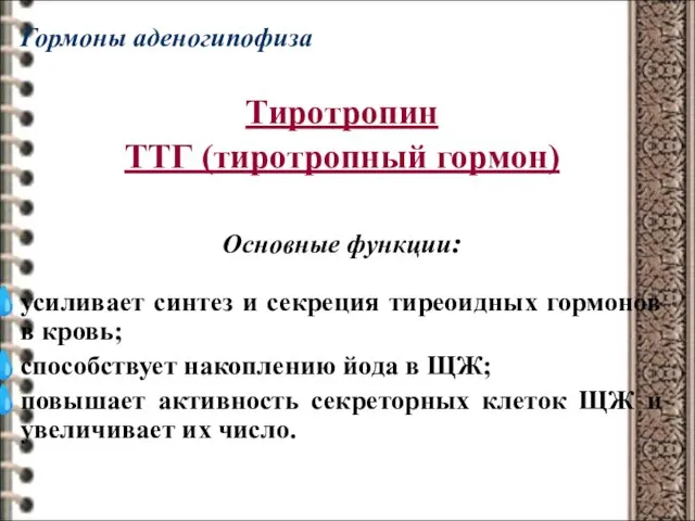 Гормоны аденогипофиза Тиротропин ТТГ (тиротропный гормон) Основные функции: усиливает синтез и секреция