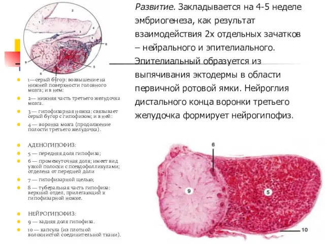 Развитие. Закладывается на 4-5 неделе эмбриогенеза, как результат взаимодействия 2х отдельных зачатков