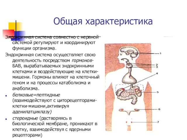 Общая характеристика Эндокринная система совместно с нервной системой регулируют и координируют функции