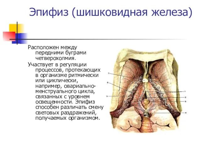 Эпифиз (шишковидная железа) Расположен между передними буграми четверохолмия. Участвует в регуляции процессов,
