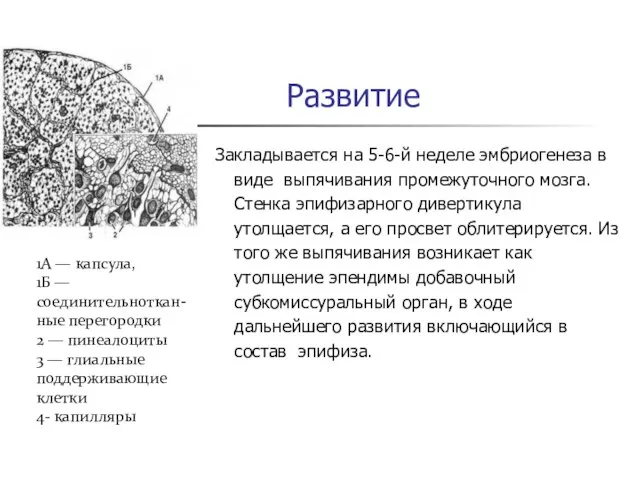 Развитие Закладывается на 5-6-й неделе эмбриогенеза в виде выпячивания промежуточного мозга. Стенка