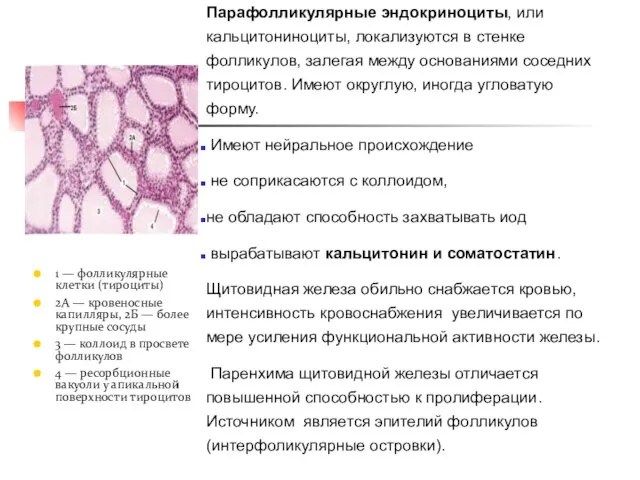 Парафолликулярные эндокриноциты, или кальцитониноциты, локализуются в стенке фолликулов, залегая между основаниями соседних